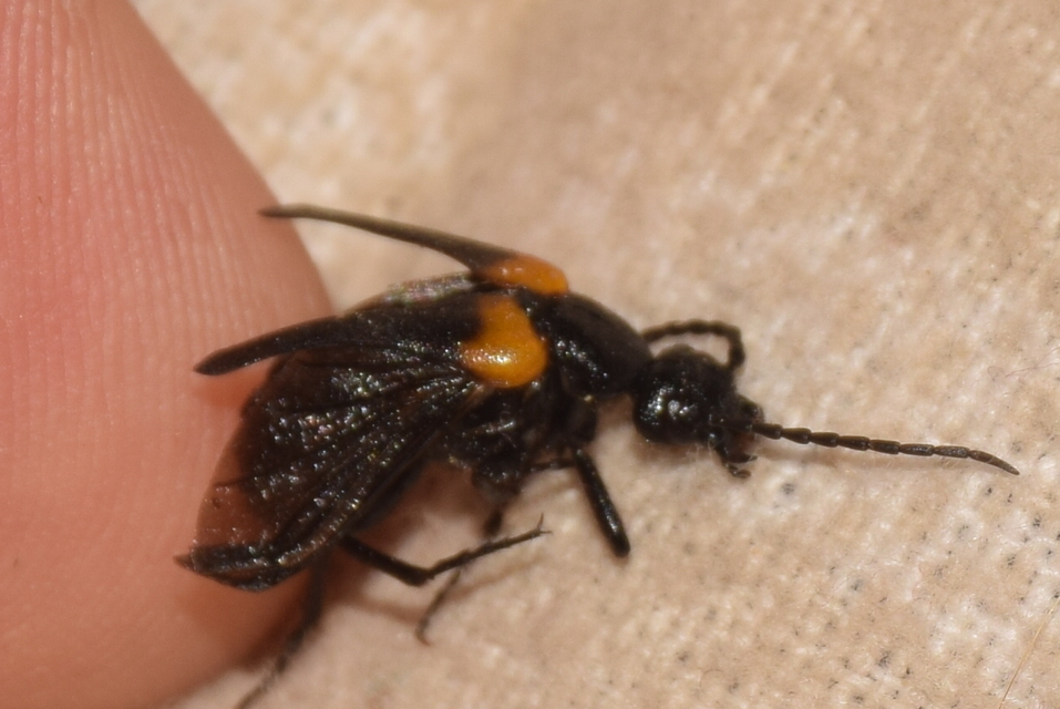 Sitaris muralis - pirosvállú méhbogár
