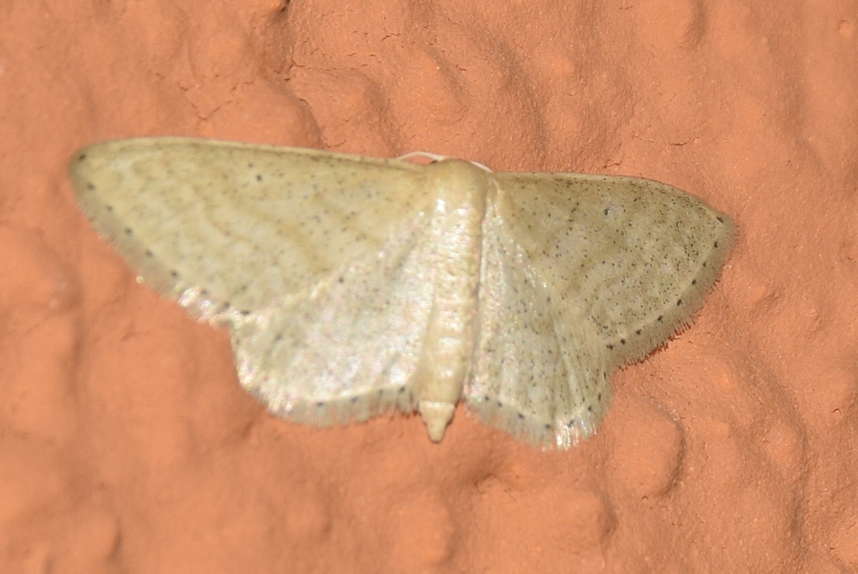 Idaea sylvestraria - szürke sávosaraszoló