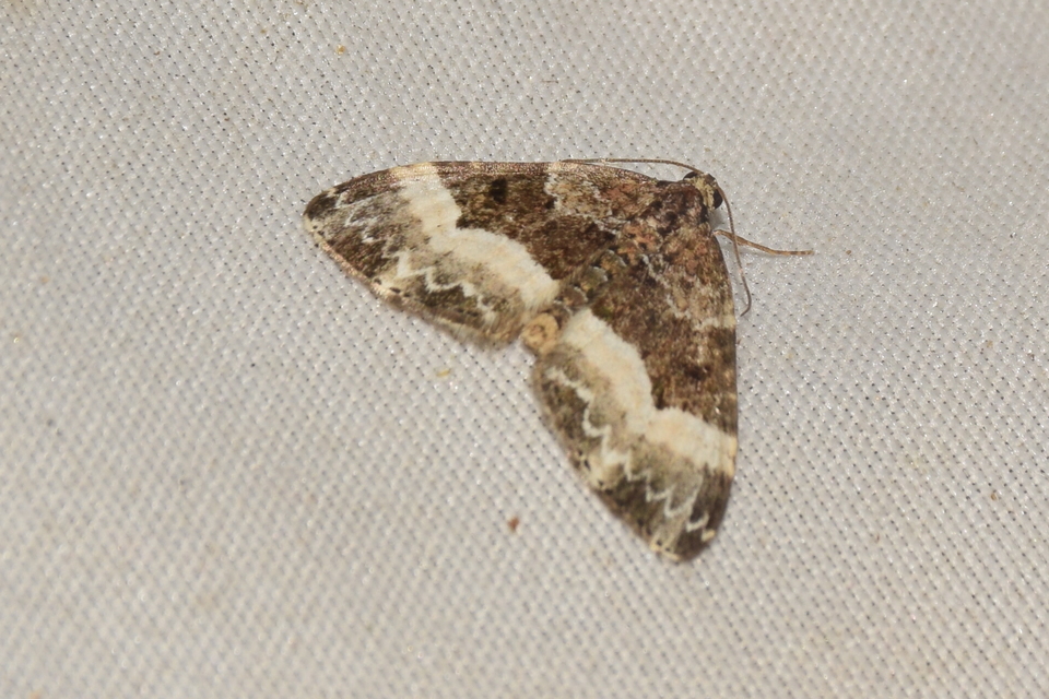 Euphyia unangulata - fogassávú tarkaaraszoló