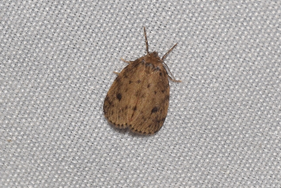 Thumata senex - mocsári medvelepke