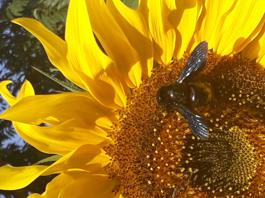 Xylocopa valga - gyakori fadongó