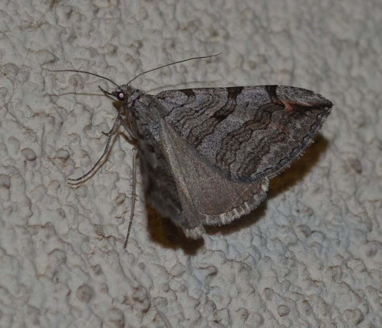Aplocera efformata/plagiata