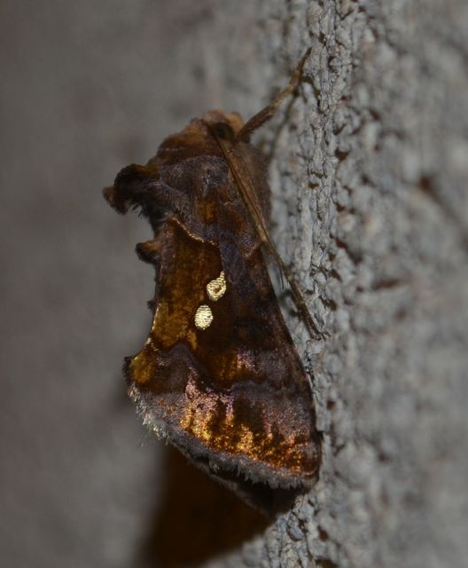 Chrysodeixis chalcites - déli aranybagoly