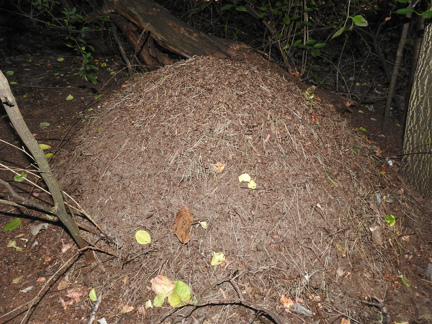 Formica polyctena - kis vöröshangya