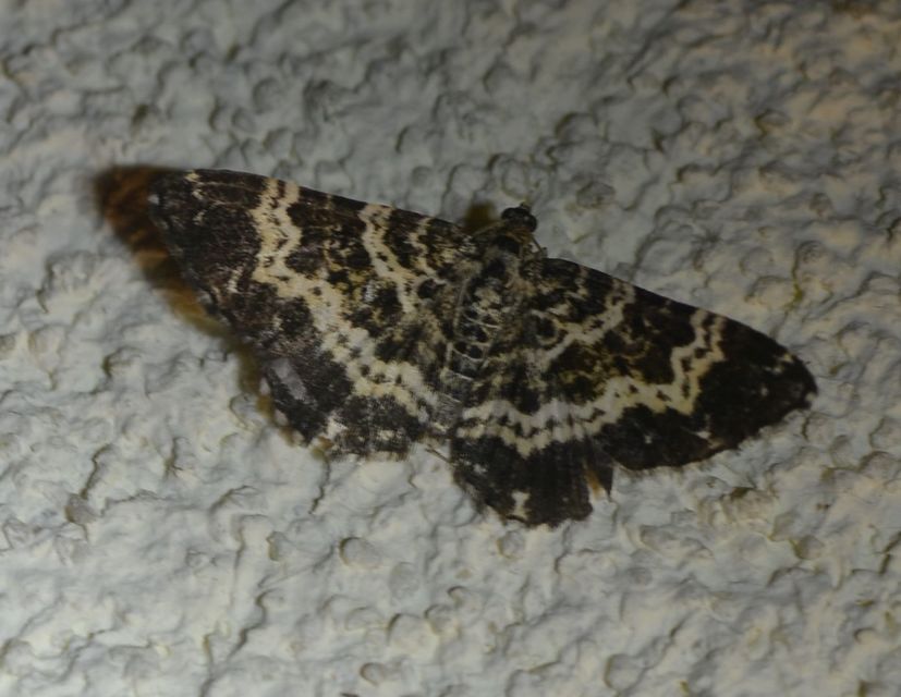 Epirrhoe tristata - gyászos tarkaaraszoló