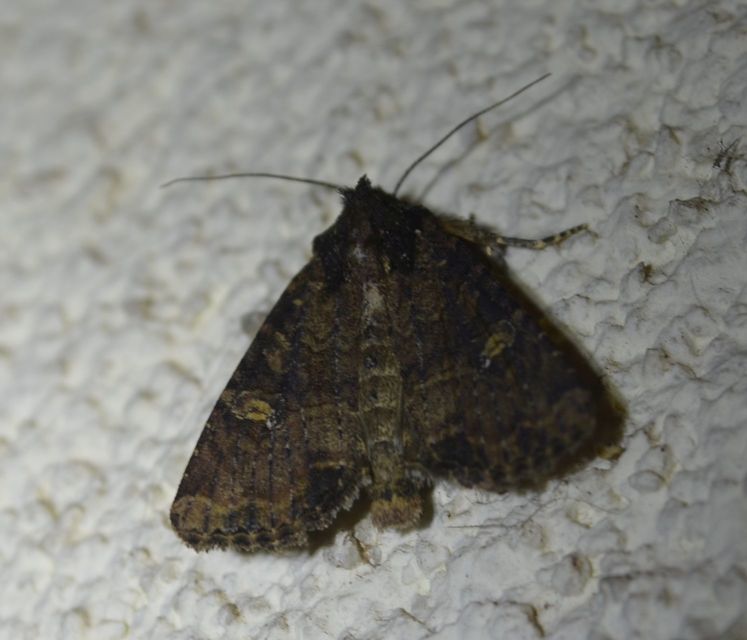 Mesapamea secalella/secalis