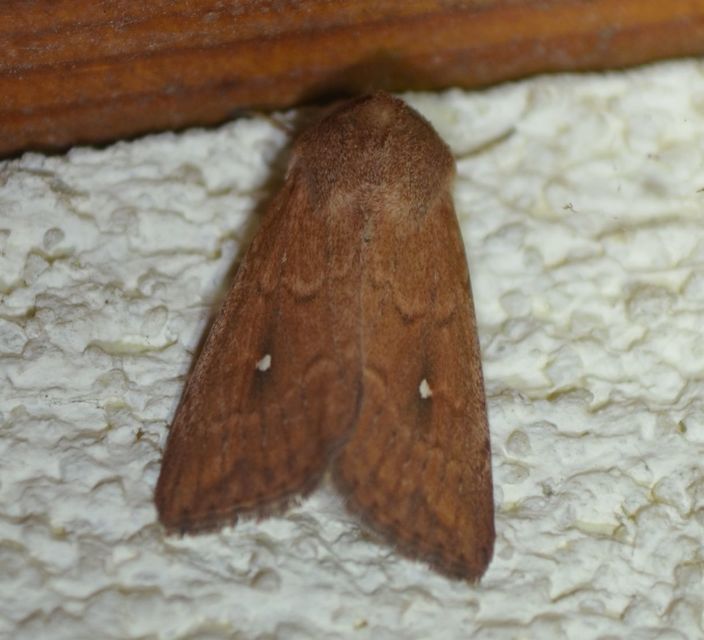 Mythimna albipuncta - fehérpettyes rétibagoly