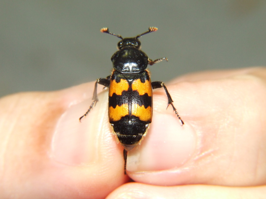 Nicrophorus interruptus - sárgaszőrű temetőbogár