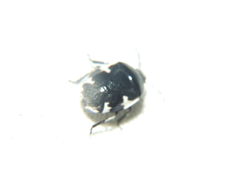Tritomegas sexmaculatus - hatfoltos földipoloska