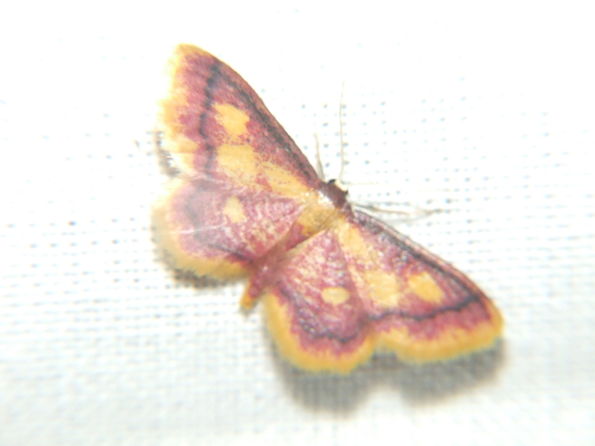 Idaea muricata - mocsári pirosaraszoló