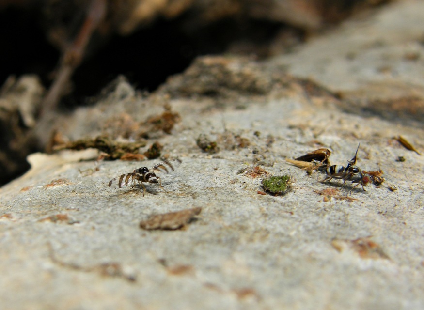 Myennis octopunctata