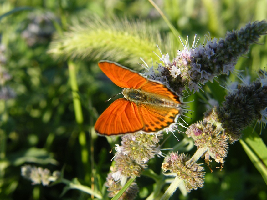 Lycaena thersamon - kis tűzlepke