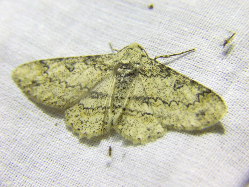 Ascotis selenaria - holdas faaraszoló