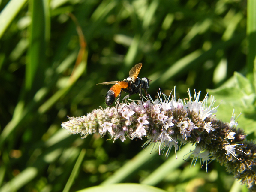 Cylindromyia