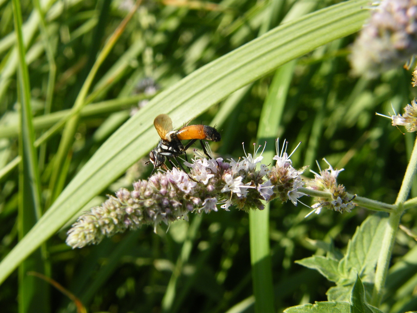 Cylindromyia