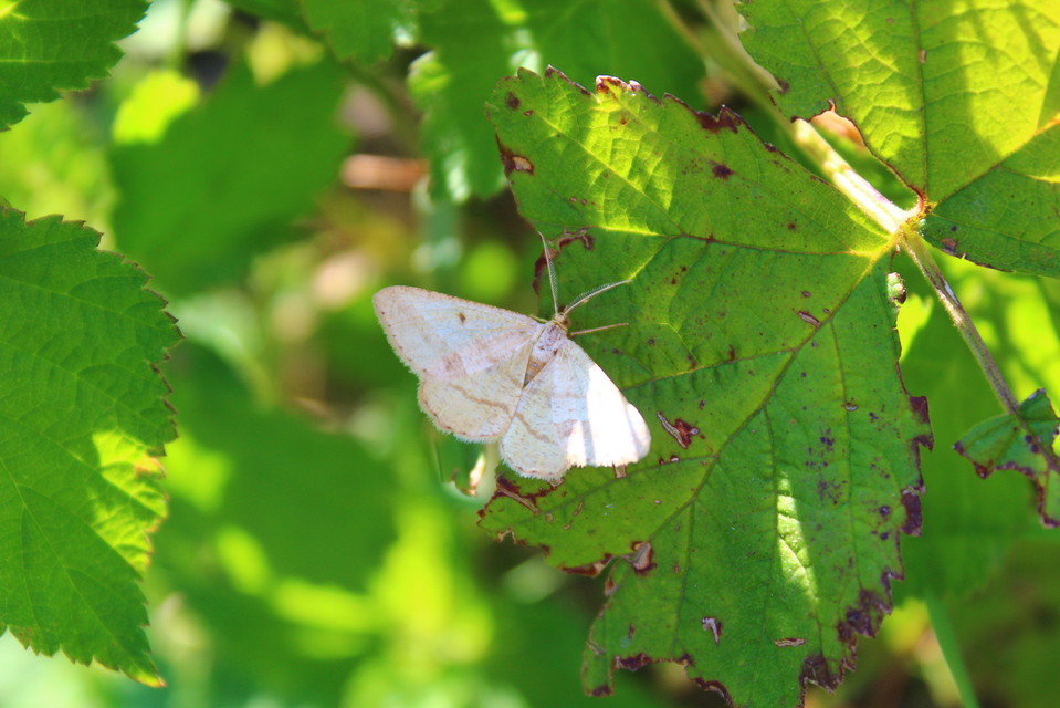 Tephrina arenacearia - lucerna-araszoló