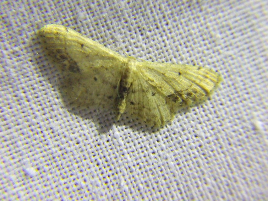 Idaea dimidiata - gyakori apróaraszoló