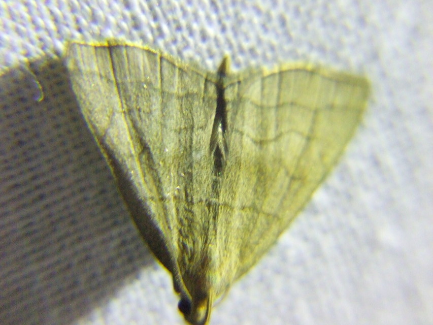 Herminia tarsicrinalis - szőröslábú karcsúbagoly