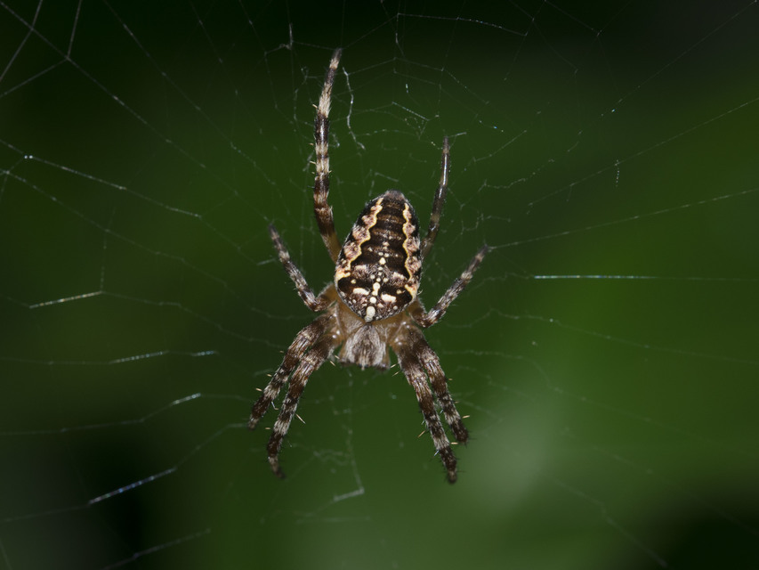 Araneus diadematus - koronás keresztespók