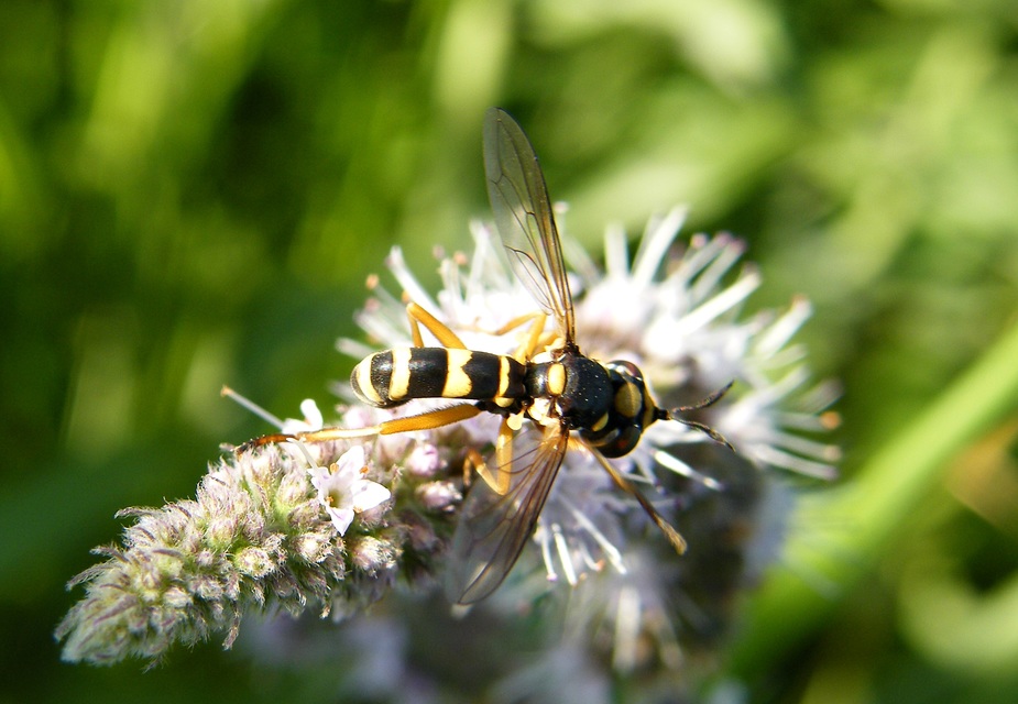 Conopidae - fejeslegyek