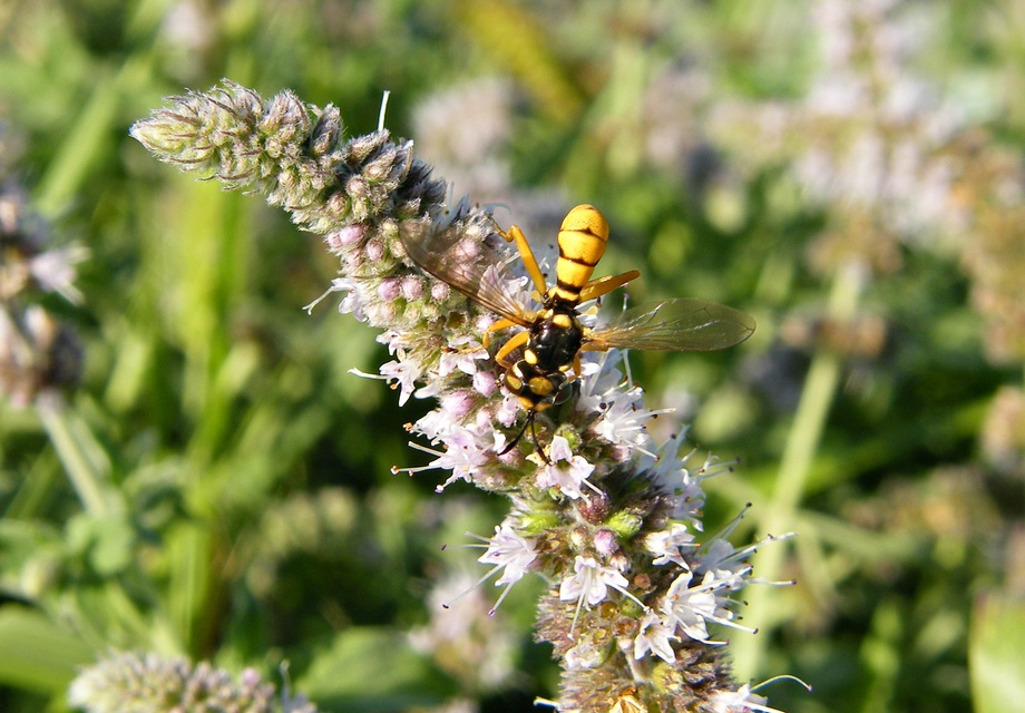 Conopidae - fejeslegyek