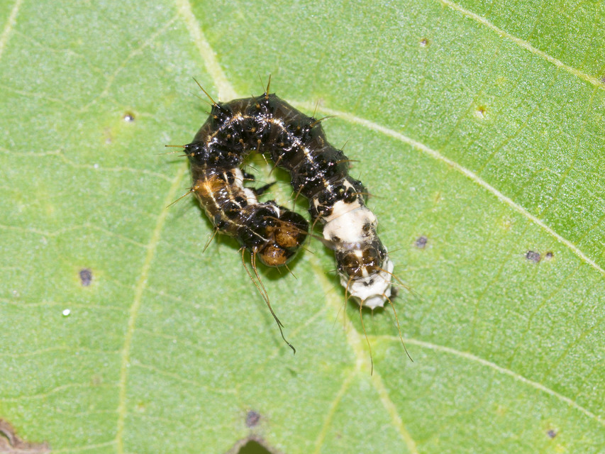 Acronicta alni - éger-szigonyosbagoly