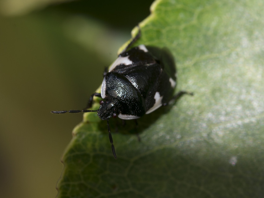 Tritomegas sexmaculatus - hatfoltos földipoloska
