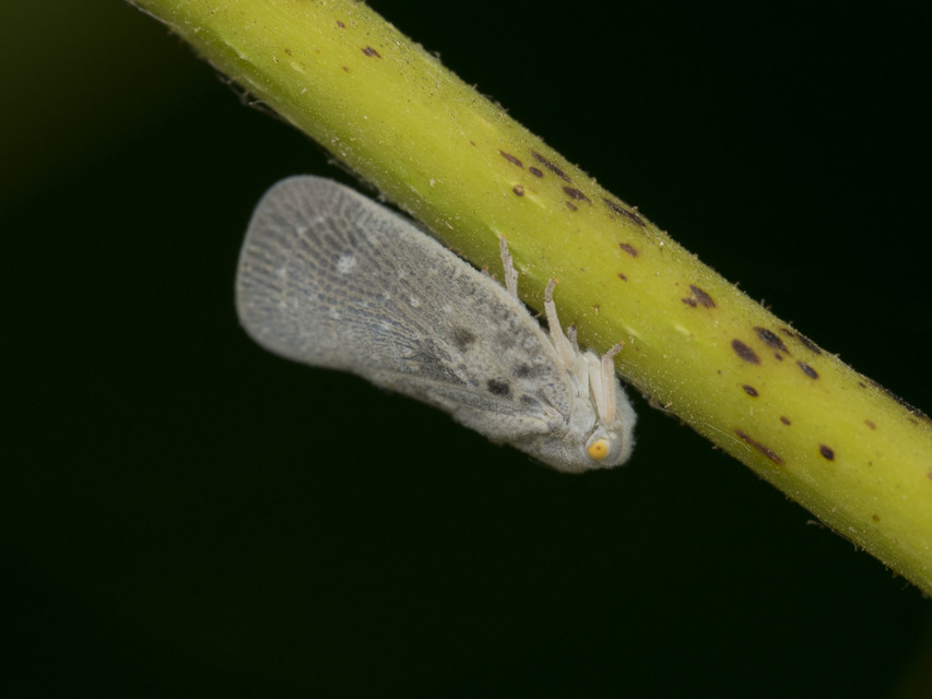 Metcalfa pruinosa - amerikai lepkekabóca