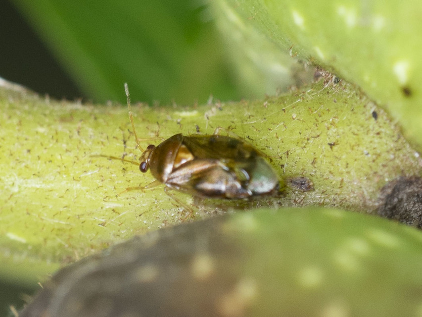 Deraeocoris lutescens - sárgás mezeipoloska
