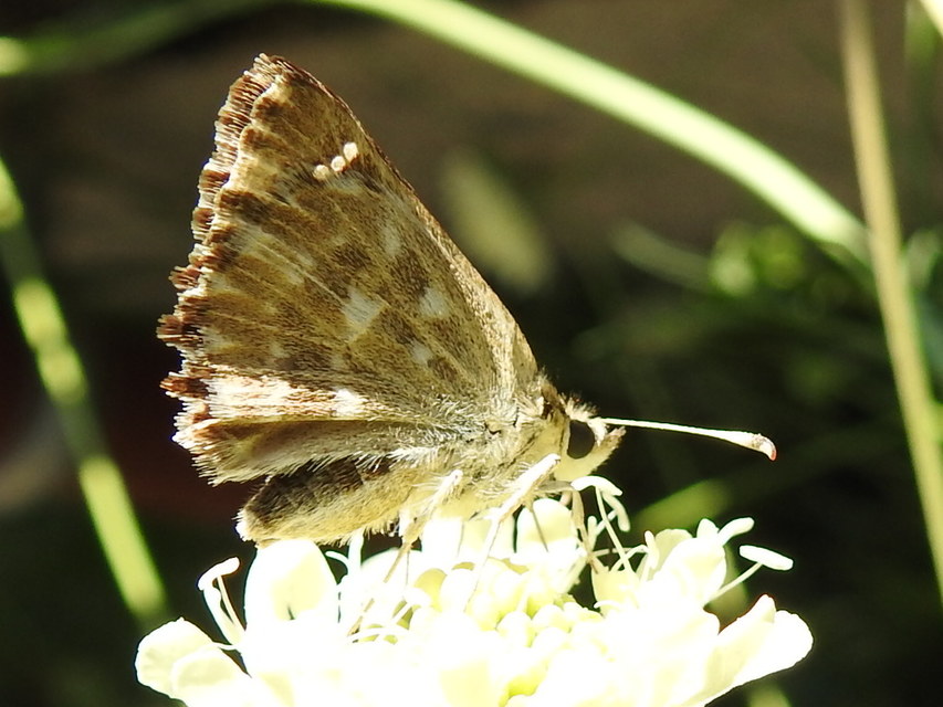 Carcharodus alceae - mályva-busalepke