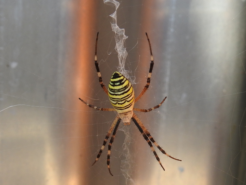 Argiope bruennichi - darázspók