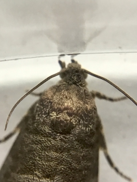Cydia pomonella - almamoly