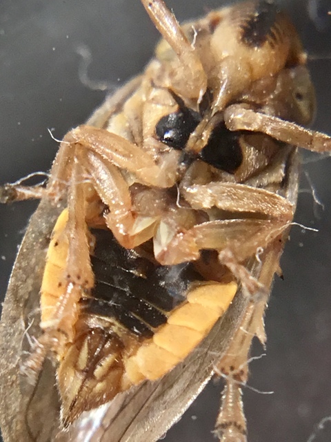 Aphrophoridae