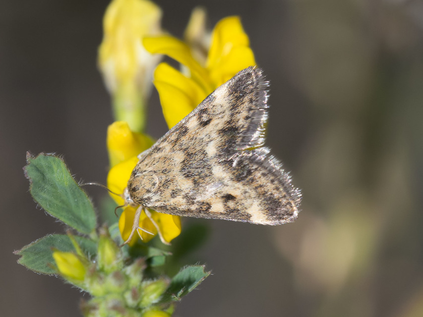 Pyrausta despicata - réti bíbormoly