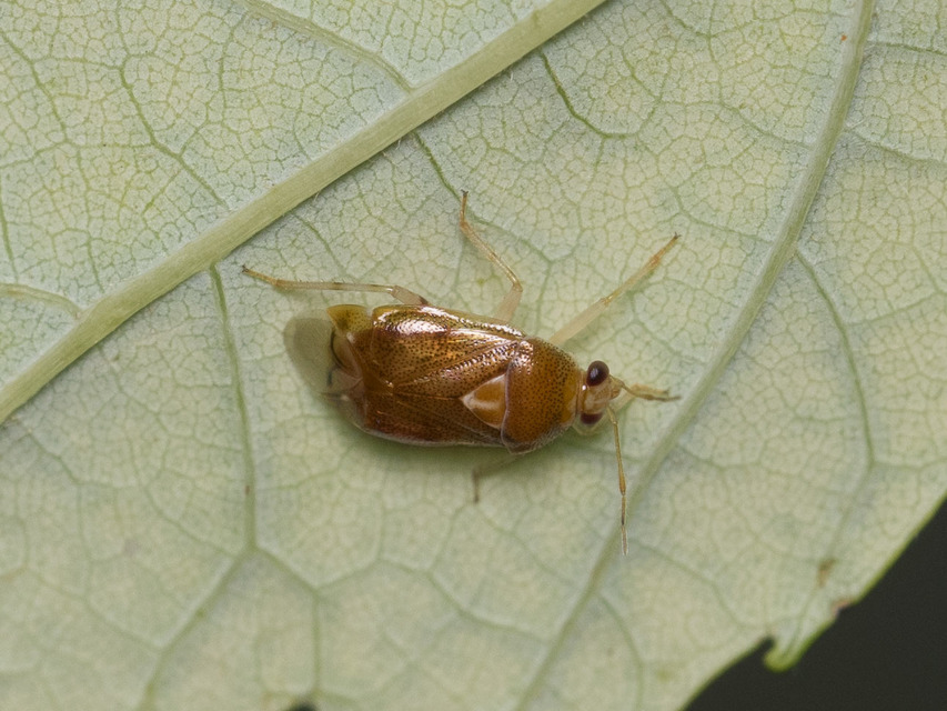 Deraeocoris lutescens - sárgás mezeipoloska