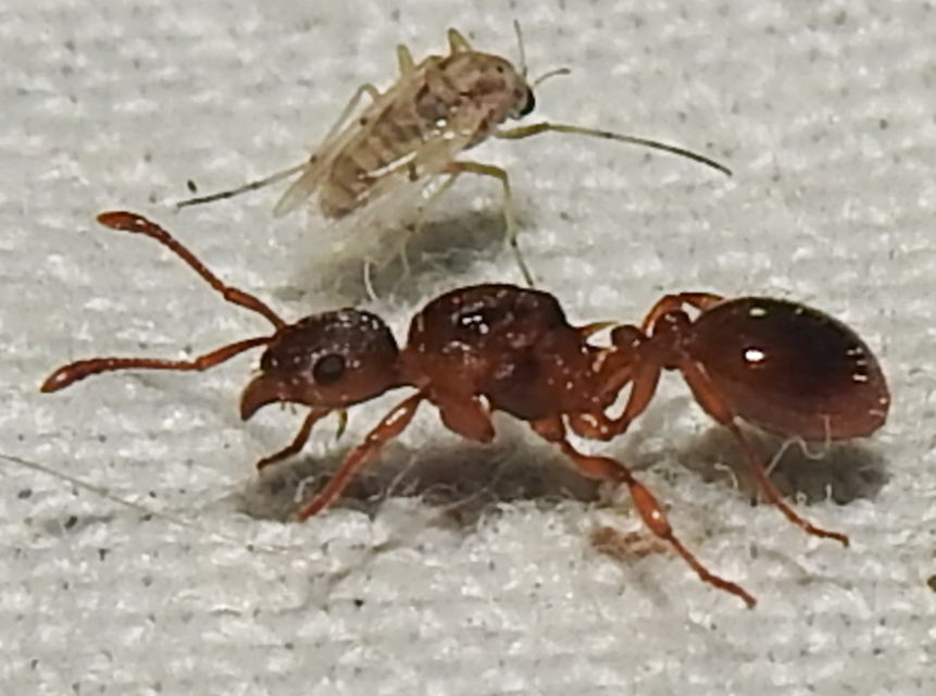 Myrmica