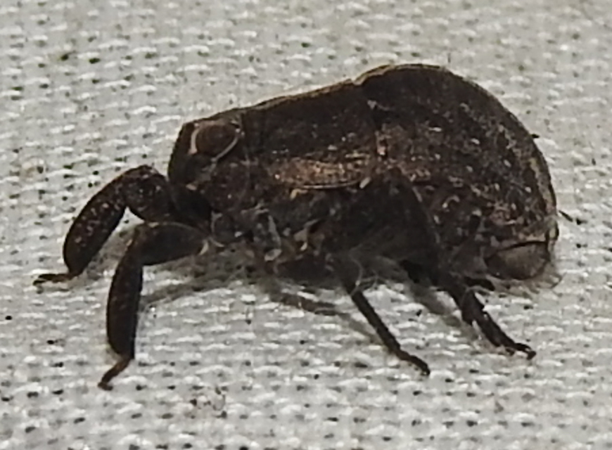 Caliscelidae