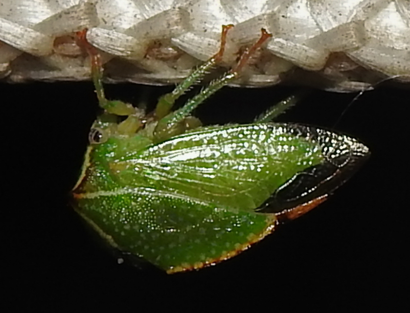 Stictocephala bisonia - bivalykabóca