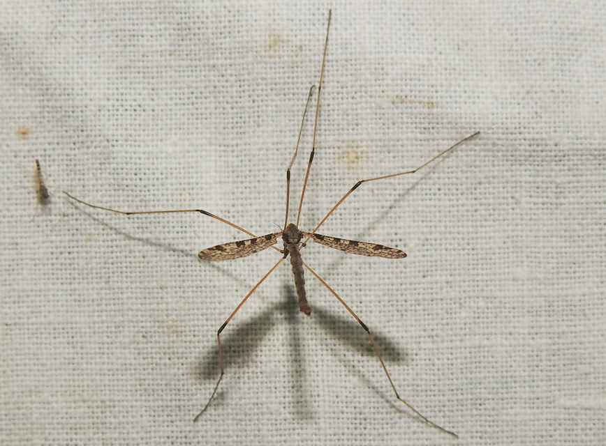 Limnophila pictipennis