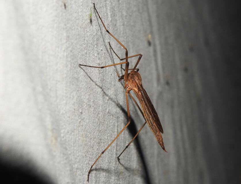 Eutonia barbipes