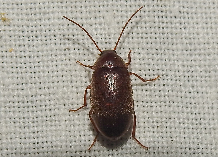 Hymenalia rufipes - rőtlábú alkonybogár