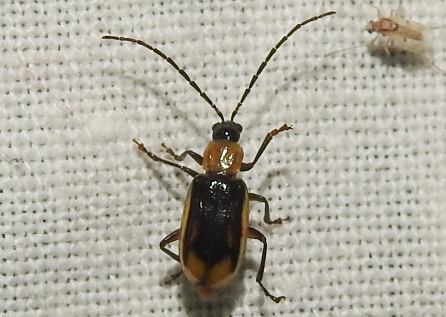 Diabrotica virgifera - amerikai kukoricabogár