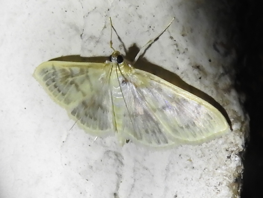 Patania ruralis - csalánevő tűzmoly