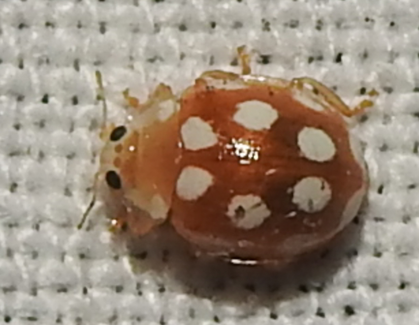 Vibidia duodecimguttata - tizenkétcseppes füsskata