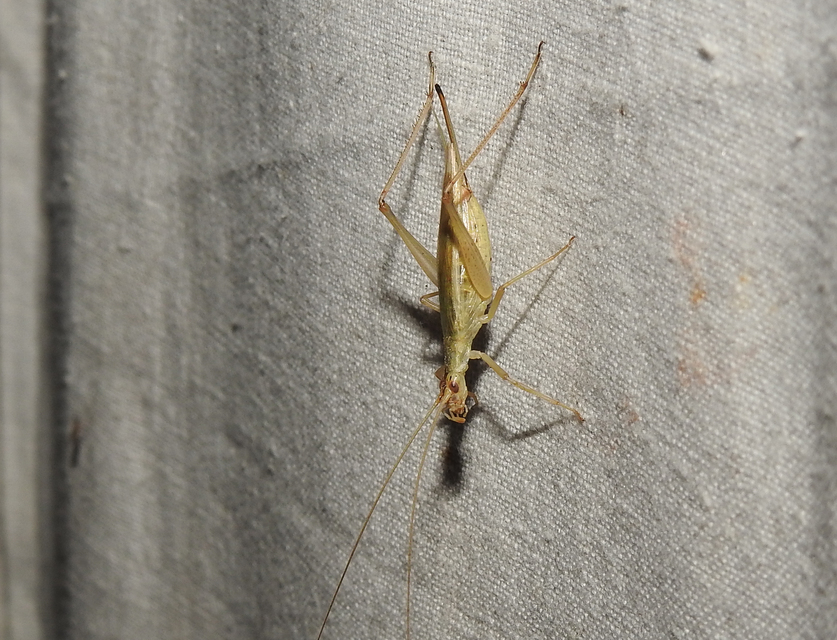 Oecanthus pellucens - pirregőtücsök