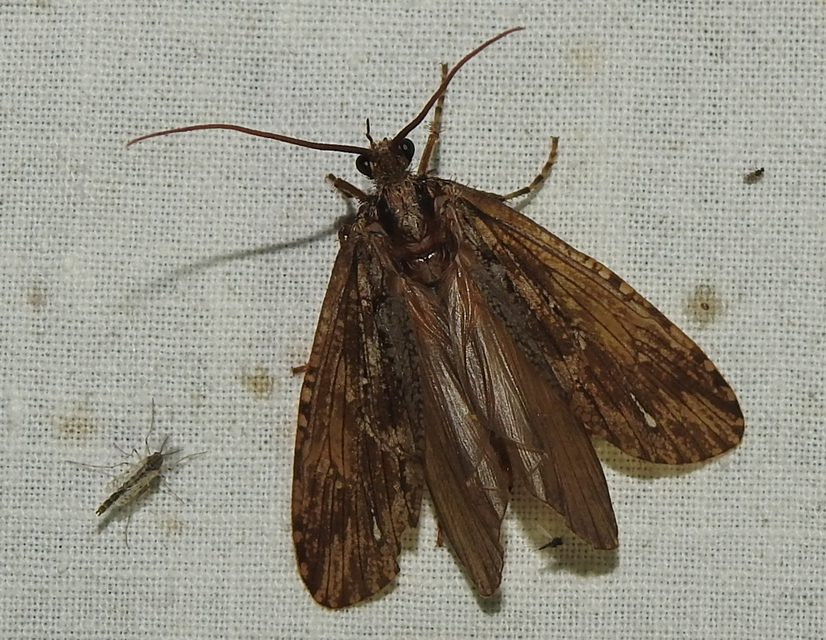 Phryganeidae