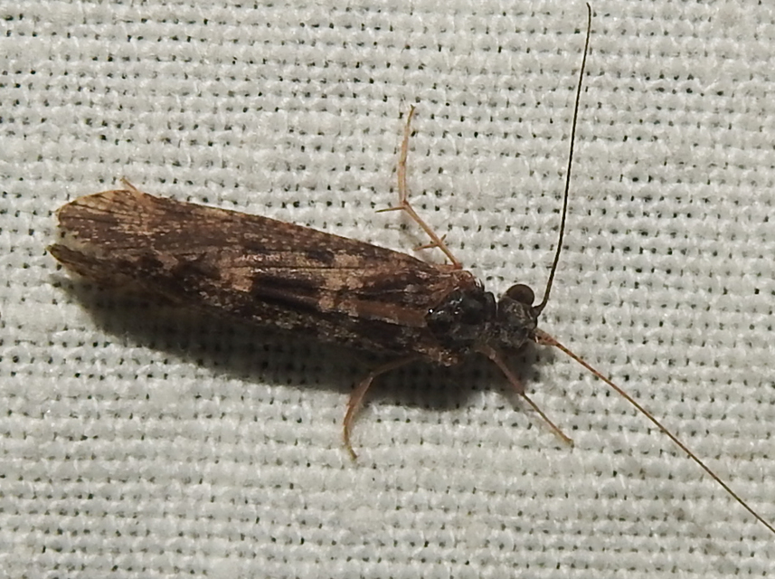 Trichoptera - Tegzesek