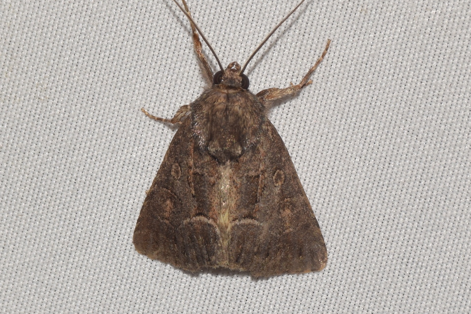 Thalpophila matura - fakó erdeibagoly