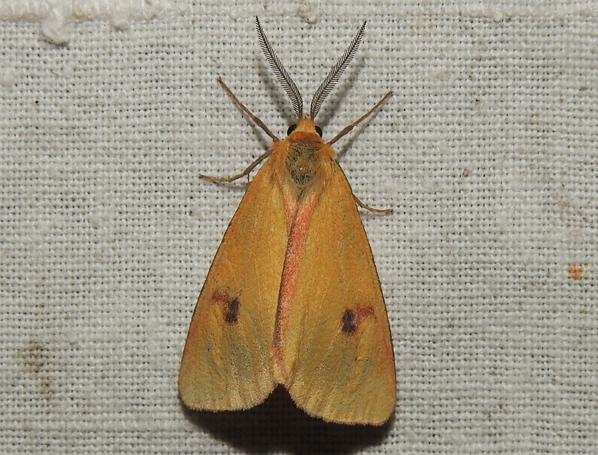 Diacrisia sannio - vörösszélű medvelepke