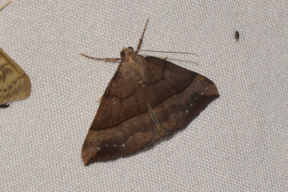 Hypena proboscidalis - ormányos karcsúbagoly